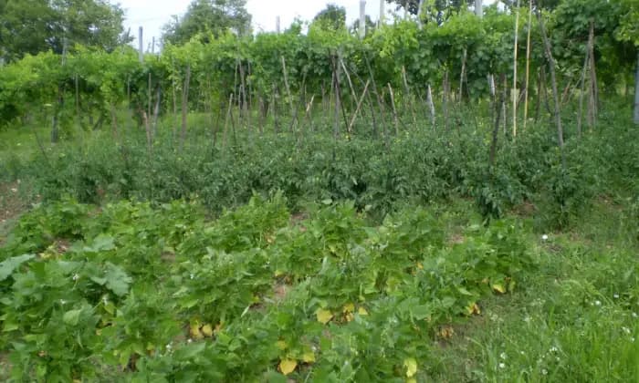 Rexer-Torella-dei-Lombardi-Terratetto-unifamiliare-in-Contrada-Acquara-a-Torella-dei-Lombardi-Giardino